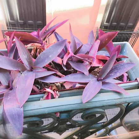 St Vincent Lejlighed *